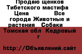 Продаю щенков Тибетского мастифа › Цена ­ 45 000 - Все города Животные и растения » Собаки   . Томская обл.,Кедровый г.